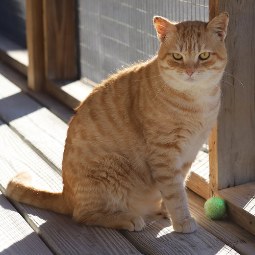 TYLER - Domestic Short Hair available for adoption