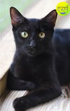 adoptable Cat in North Fort Myers, FL named Terry - CSC