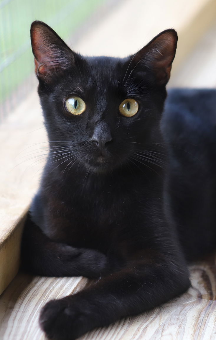 adoptable Cat in North Fort Myers, FL named Terry