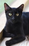 adoptable Cat in Fort Myers, FL named Terry