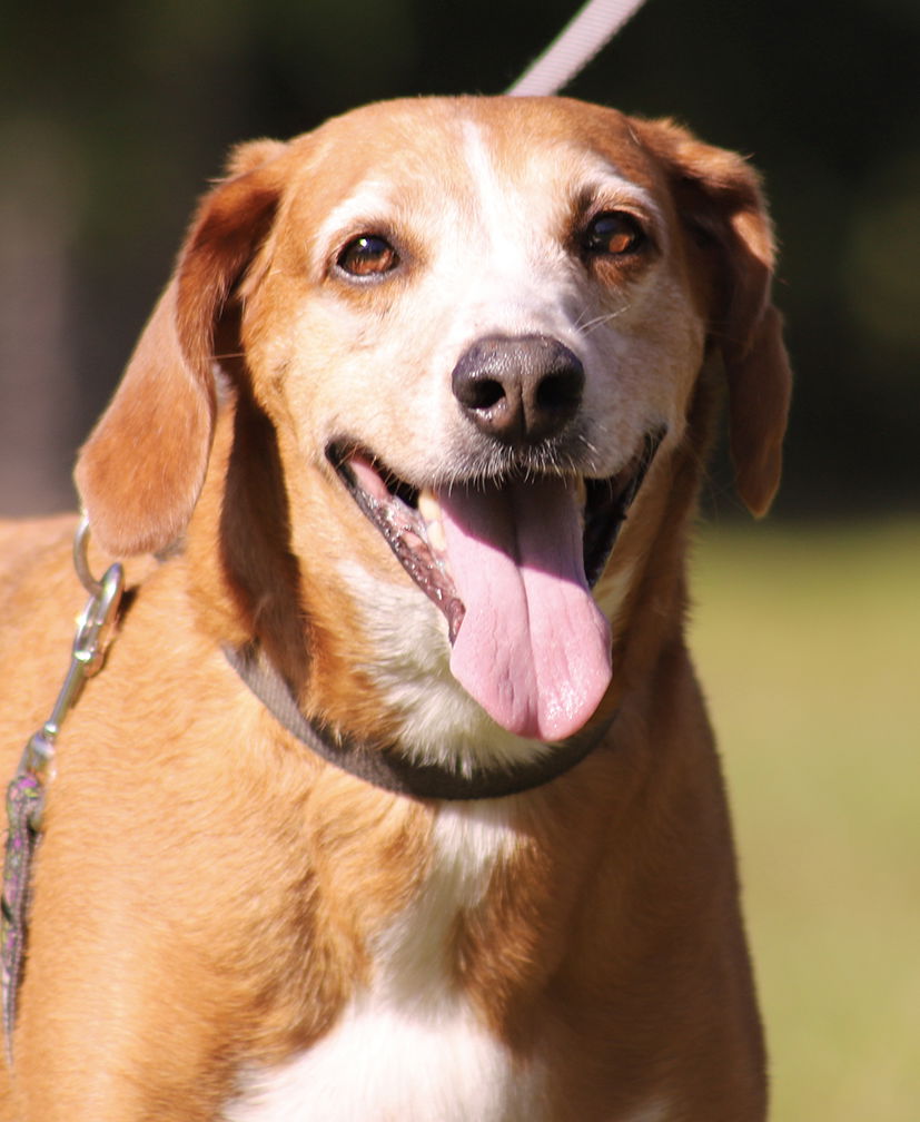 adoptable Dog in North Fort Myers, FL named Hank