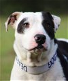 adoptable Dog in  named Beethoven -Medical Hold