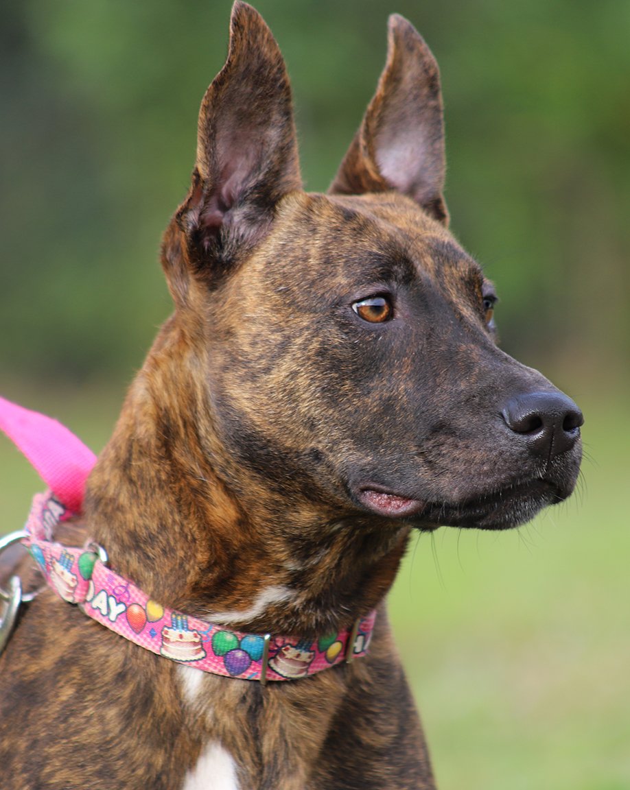 adoptable Dog in North Fort Myers, FL named Felicity Medical Hold