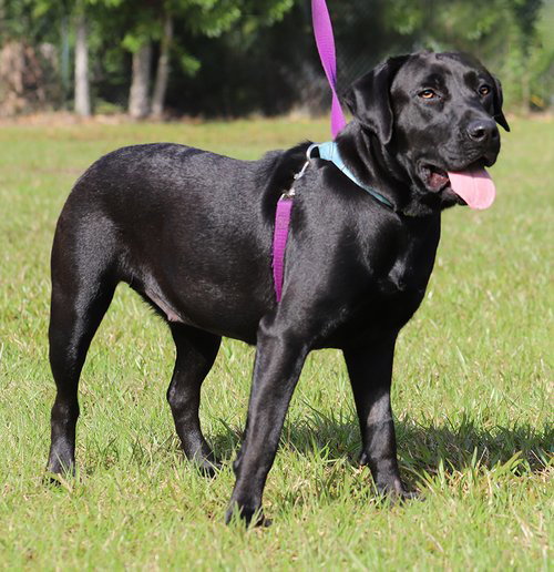 Dog for Adoption Jessie, a Labrador Retriever in Sarasota County, FL