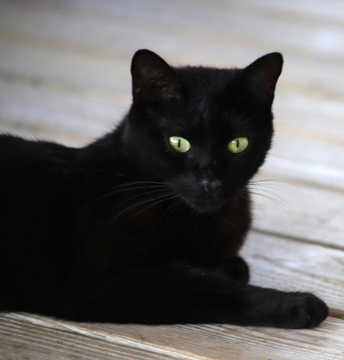 OMEGA - Domestic Short Hair available for adoption