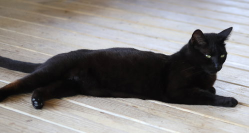 OMEGA - Domestic Short Hair available for adoption