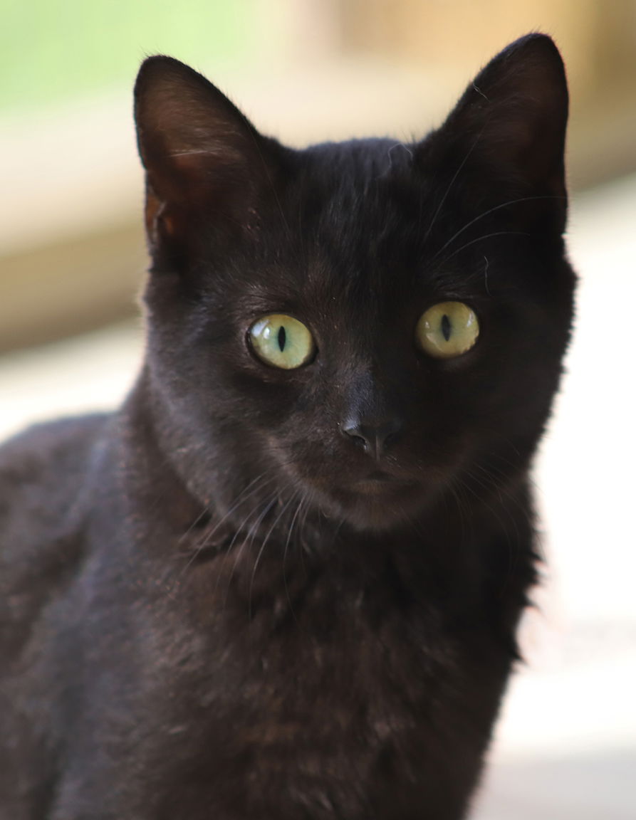 adoptable Cat in North Fort Myers, FL named Omega