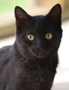 adoptable Cat in Fort Myers, FL named Omega