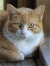 adoptable Cat in , FL named Buttercup