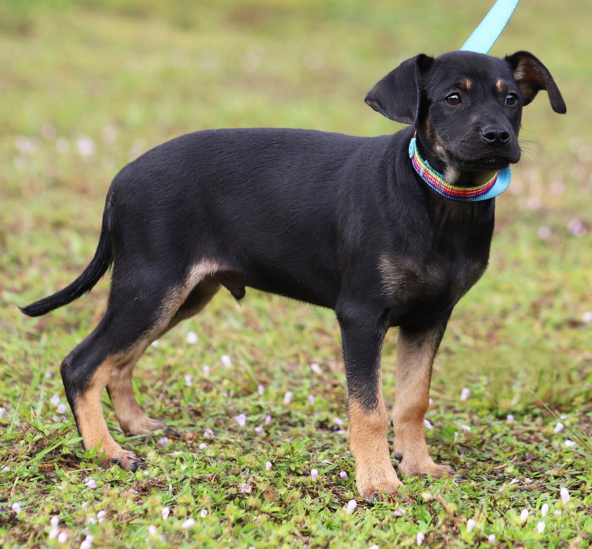 adoptable Dog in North Fort Myers, FL named Bishop