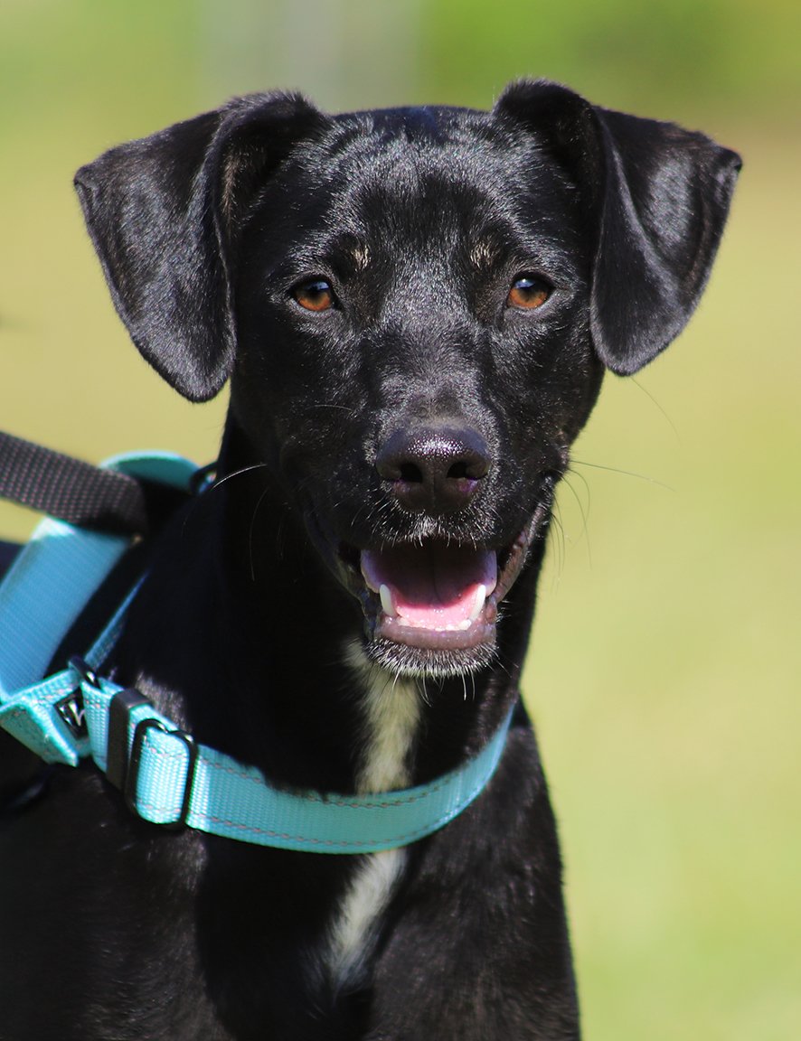 adoptable Dog in North Fort Myers, FL named Deacon