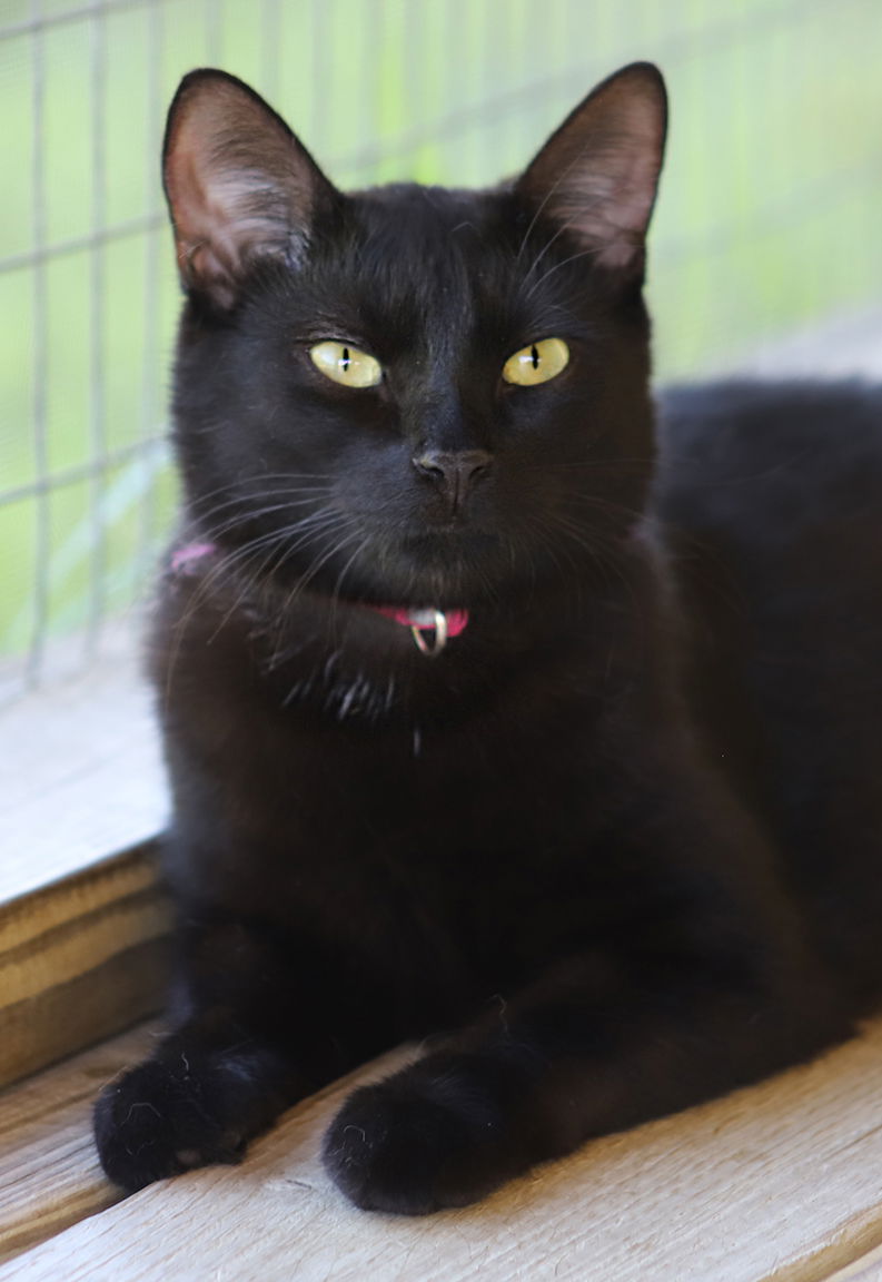 adoptable Cat in North Fort Myers, FL named Gamma