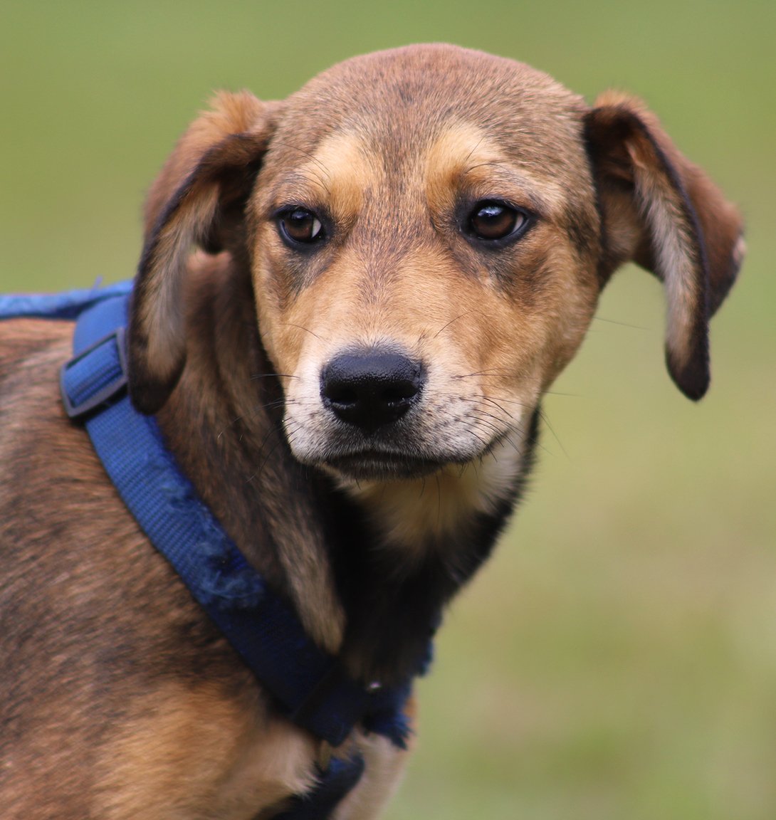 adoptable Dog in North Fort Myers, FL named Jupiter