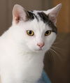 adoptable Cat in Fort Myers, FL named Lance - Special Needs Kitty