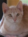 adoptable Cat in north fort myers, FL named Butterball