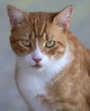 adoptable Cat in Fort Myers, FL named Tang