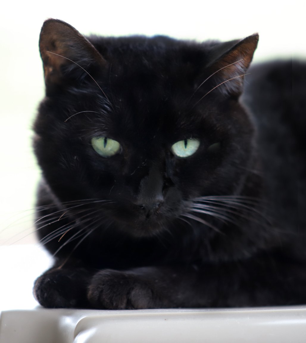 adoptable Cat in North Fort Myers, FL named Midnight