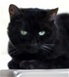 adoptable Cat in  named Midnight