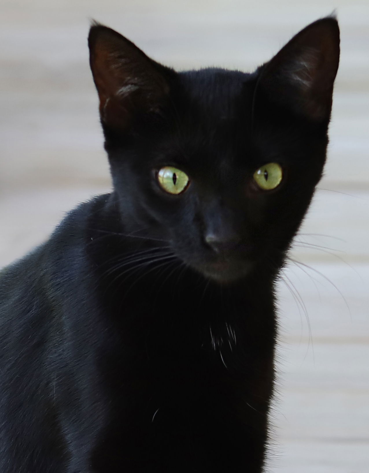 adoptable Cat in North Fort Myers, FL named Tammy