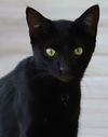 adoptable Cat in Fort Myers, FL named Tammy