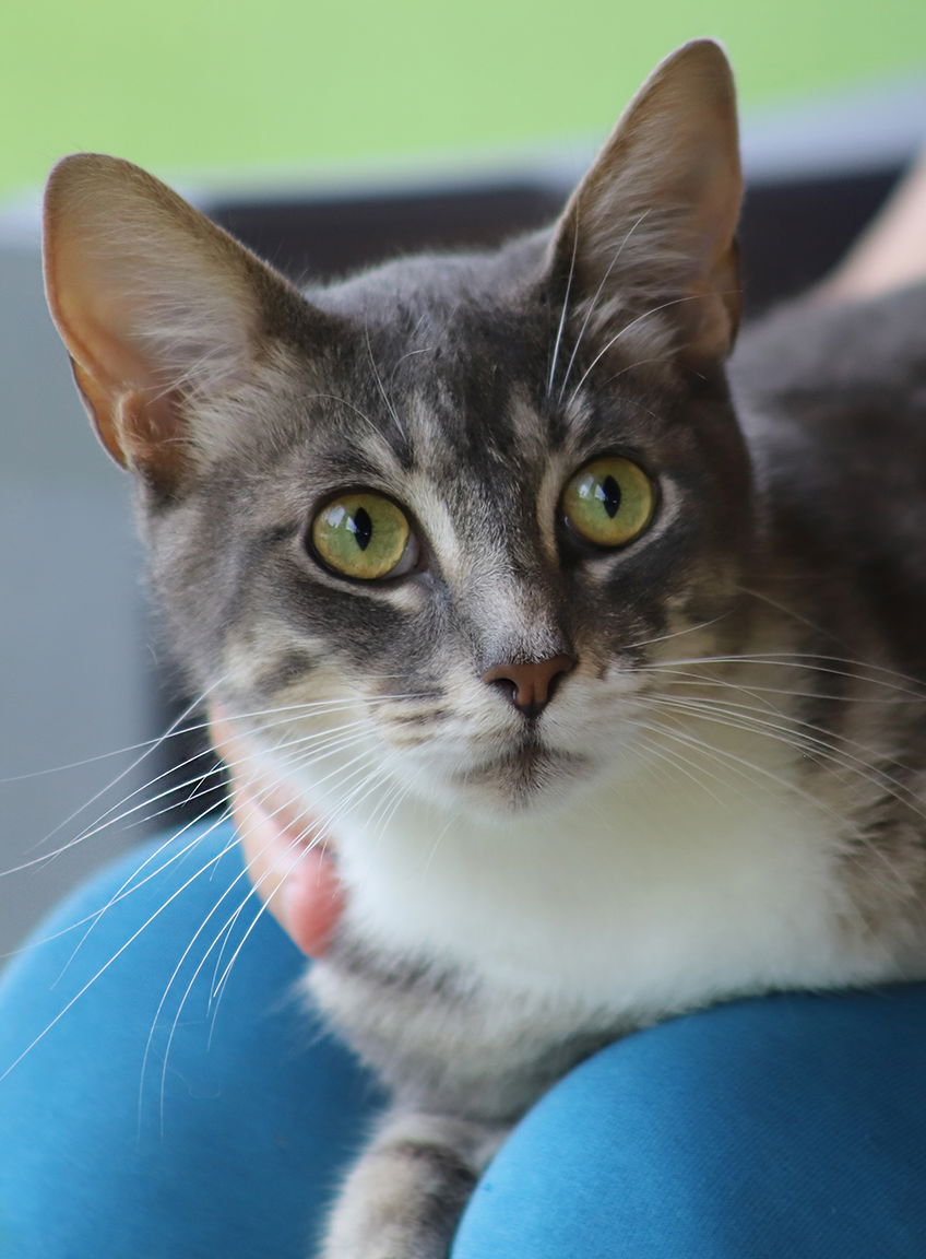 adoptable Cat in North Fort Myers, FL named Messi