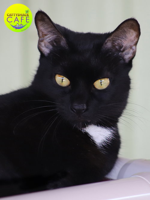JULIA - CSC - Domestic Short Hair available for adoption