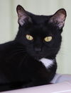 adoptable Cat in North Fort Myers, FL named Julia