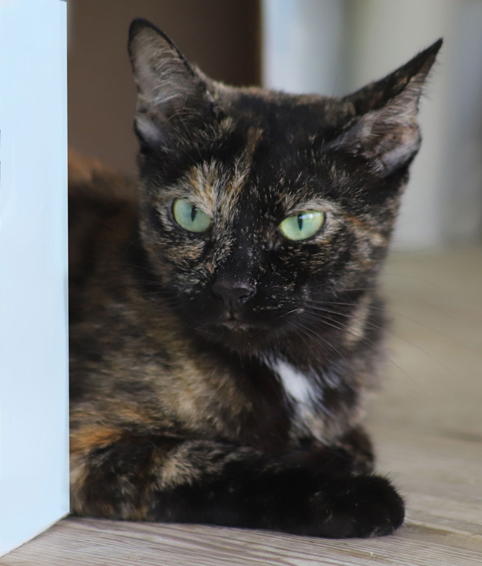 adoptable Cat in North Fort Myers, FL named Gabby