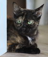 adoptable Cat in Fort Myers, FL named Gabby