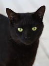 adoptable Cat in North Fort Myers, FL named Ennis