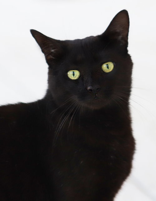 ENNIS - Domestic Short Hair available for adoption