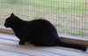 Ennis - Photo 3