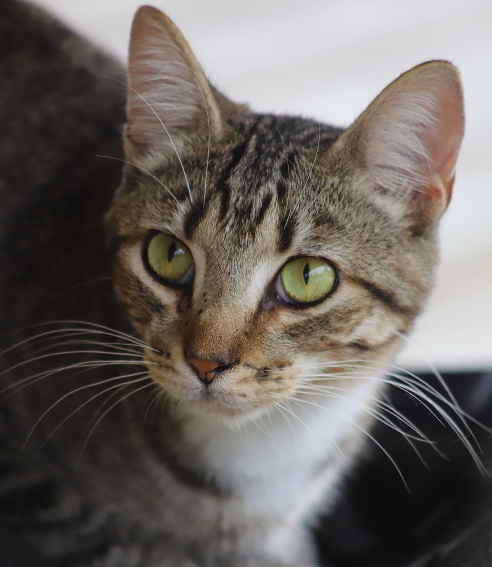 adoptable Cat in North Fort Myers, FL named Foy