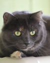 adoptable Cat in Fort Myers, FL named Lilo