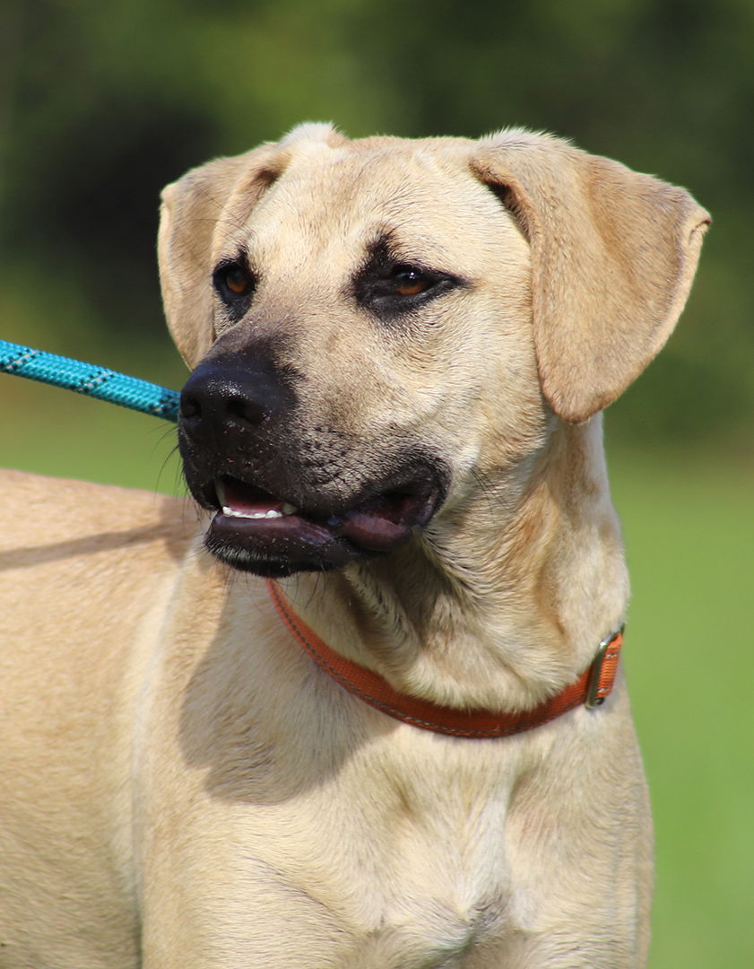 adoptable Dog in North Fort Myers, FL named Sullivan