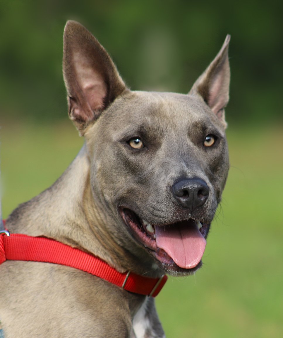 adoptable Dog in North Fort Myers, FL named Rocco