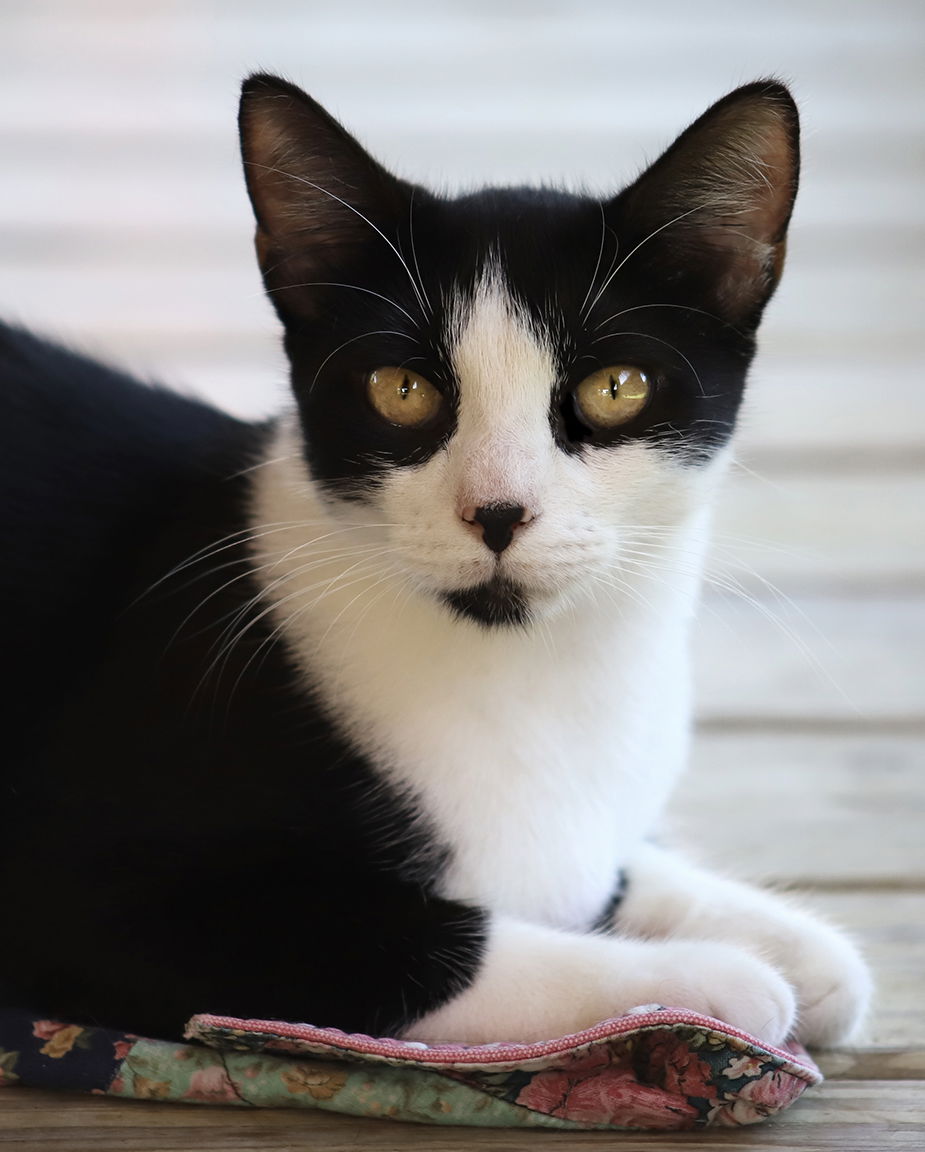 adoptable Cat in North Fort Myers, FL named Cayo Costa