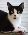 adoptable Cat in Fort Myers, FL named Cayo Costa