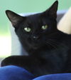 adoptable Cat in North Fort Myers, FL named Sanibel