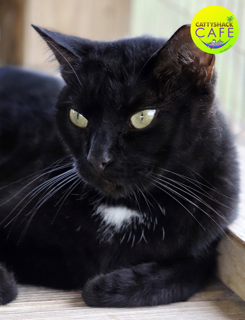 APRIL - CSC - Domestic Short Hair available for adoption