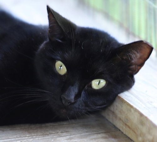 APRIL - CSC - Domestic Short Hair available for adoption