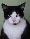 adoptable Cat in Fort Myers, FL named Cole