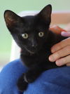 adoptable Cat in Fort Myers, FL named Captiva