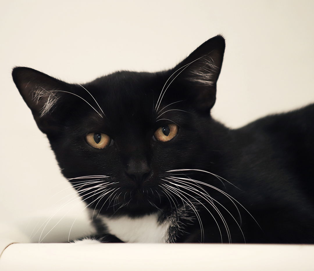 adoptable Cat in North Fort Myers, FL named Gasparilla