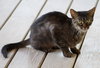Luna - Photo 3
