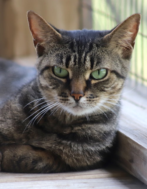LUNA - Domestic Short Hair available for adoption
