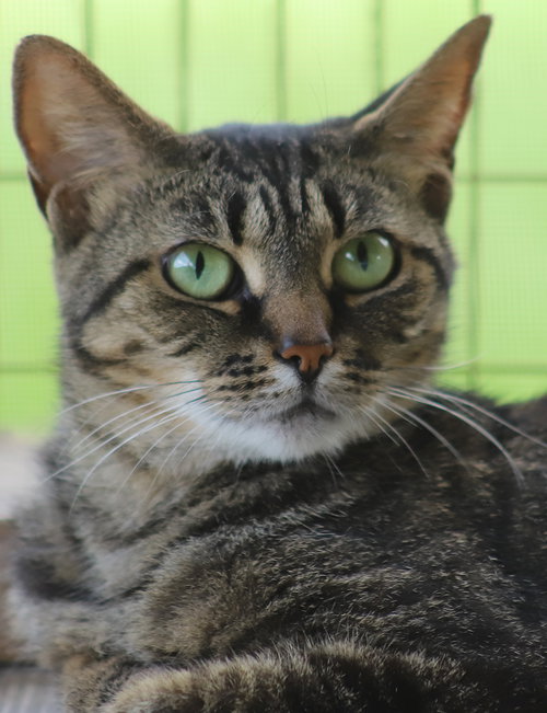 LUNA - Domestic Short Hair available for adoption