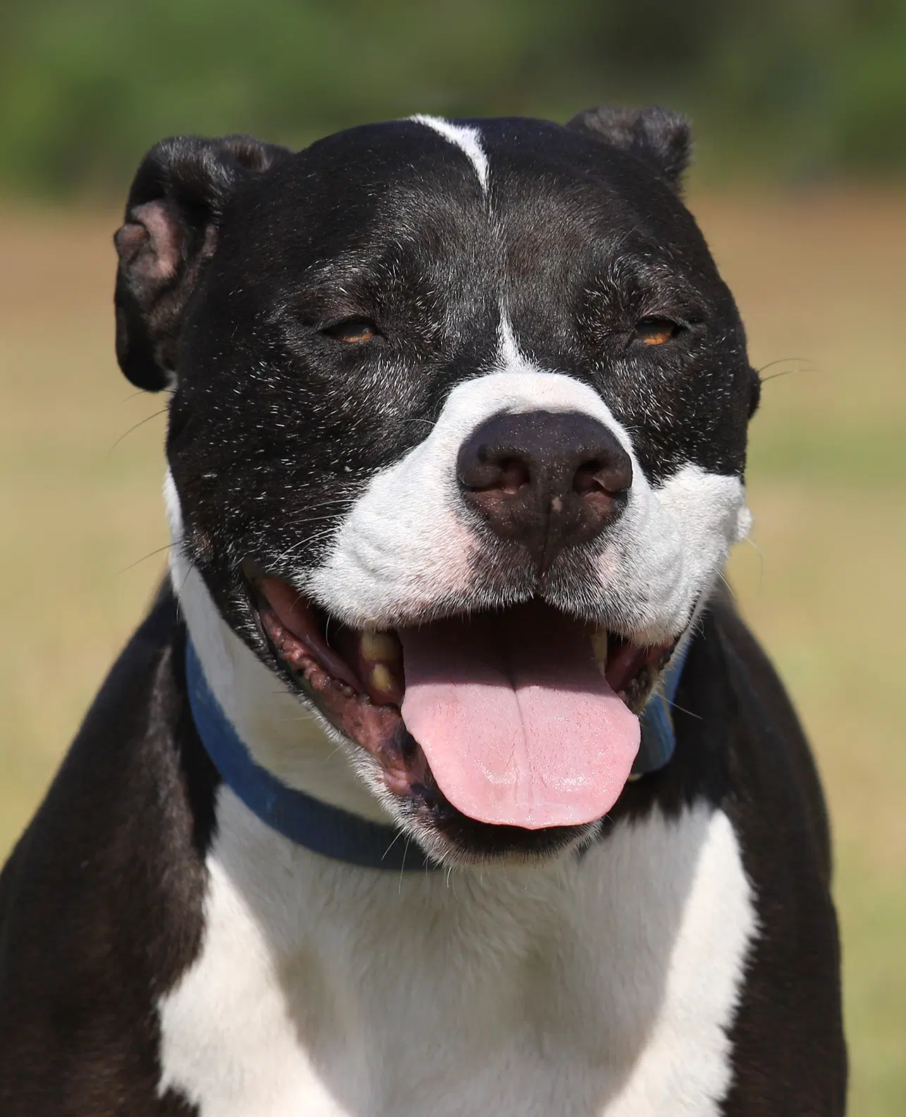 Tarzan - Pitbull terrier