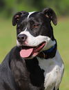 adoptable Dog in Fort Myers, FL named Tarzan