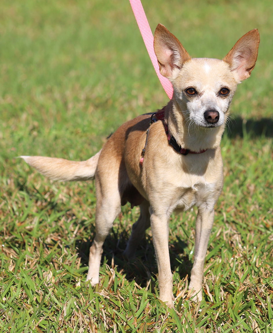 adoptable Dog in North Fort Myers, FL named Petunia